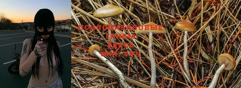 Псилоцибиновые грибы Psilocybe  Красноярск 